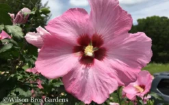 Aphrodite Rose Of Sharon (Single Trunk Tree) - 5 Gallon Pot -Cheap Green Garden Store Althea Aphrodite Rose of Sharon Hibiscus 50