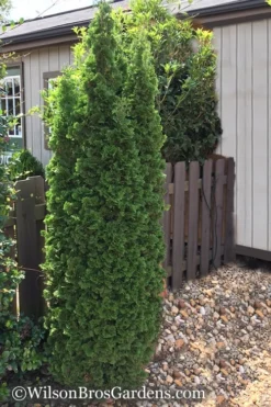 Degroots Spire Arborvitae - 7 Gallon Pot (3-4') -Cheap Green Garden Store Arborvitae Degroots Spire 1 500x750 1