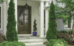 Degroots Spire Arborvitae - 7 Gallon Pot (3-4') -Cheap Green Garden Store Arborvitae Degroots Spire 30