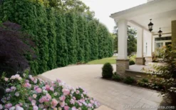 Degroots Spire Arborvitae - 7 Gallon Pot (3-4') -Cheap Green Garden Store Arborvitae Degroots Spire 33