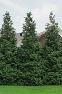 Green Giant Arborvitae - 1 Gallon Pot -Cheap Green Garden Store Arborvitae Green Giant 500x750 1