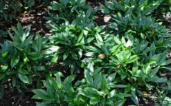 Dwarf Green Aucuba - Japanese Laurel - 3 Gallon Pot -Cheap Green Garden Store Aucuba Dwarf Green 1