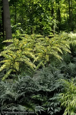 Hosoba Hoshifu Variegated Aucuba (Japanese Laurel) - 3 Gallon Pot -Cheap Green Garden Store Aucuba Hosoba Hoshifu