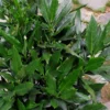 Sawtoothed Aucuba Serratifolia - 3 Gallon Pot