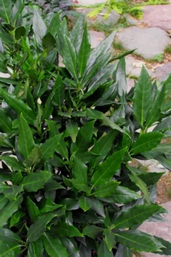 Sawtoothed Aucuba Serratifolia - 1 Gallon Pot -Cheap Green Garden Store Aucuba Serratifolia Sawtooth 500x750 3