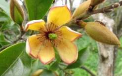 Banana Shrub - 6 Pack Of 1 Gallon Pots -Cheap Green Garden Store Banana Shrub Flower Closeup