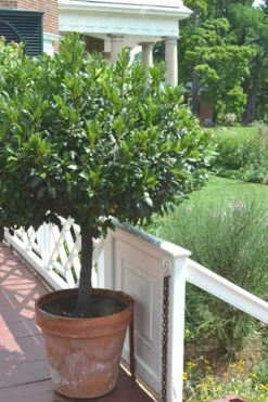 Bay Laurel (Sweet Bay) - Laurus Nobilis - 1 Gallon Pot -Cheap Green Garden Store Bay Laurel 10