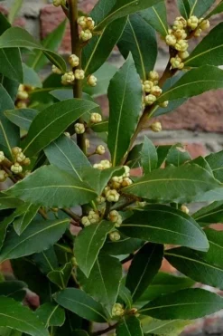 Bay Laurel (Sweet Bay) - Laurus Nobilis - 1 Gallon Pot -Cheap Green Garden Store Bay Laurel 2