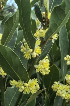 Bay Laurel (Sweet Bay) - Laurus Nobilis - 1 Gallon Pot -Cheap Green Garden Store Bay Laurel 3