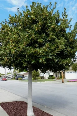 Bay Laurel (Sweet Bay) - Laurus Nobilis - 1 Gallon Pot -Cheap Green Garden Store Bay Laurel 5