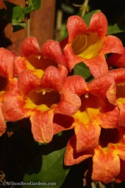 Tangerine Beauty Crossvine Bignonia - 3 Gallon Pot -Cheap Green Garden Store Bignonia Tangerine Beauty 20