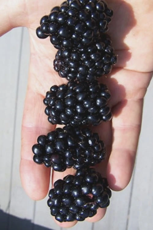 Apache Thornless Blackberry - 6 Pack Of 1 Gallon Pots 1 Apache Thornless Blackberry - 6 Pack Of 1 Gallon Pots