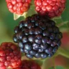 Osage Thornless Blackberry - 6 Pack Of 1 Gallon Pots