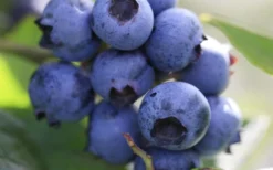 Delite Rabbiteye Blueberry - 1 Gallon Pot -Cheap Green Garden Store Blueberry Delite