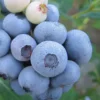 Legacy Highbush Blueberry - 1 Gallon Pot