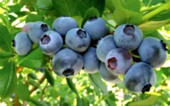 Misty Southern Highbush Blueberry - 3 Gallon Pot -Cheap Green Garden Store Blueberry Misty