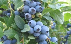 Ochlockonee Rabbiteye Blueberry - 3 Gallon Pot -Cheap Green Garden Store Blueberry Ochlockonee