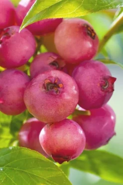Pink Lemonade Blueberry - 6 Pack Of 1 Gallon Pots -Cheap Green Garden Store Blueberry Pink Lemonade 6