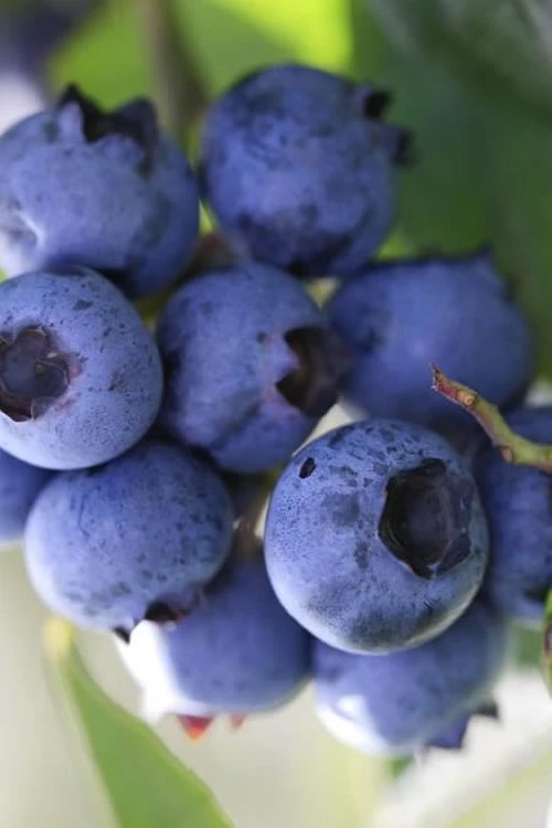 Delite Rabbiteye Blueberry - 3 Gallon Pot 1 Delite Rabbiteye Blueberry - 3 Gallon Pot