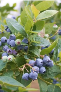 Jubilee Southern Highbush Blueberry - 1 Gallon Pot -Cheap Green Garden Store Blueberry Southern Higbush Jubilee 500x750 2