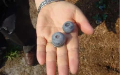 Titan Blueberry - 6 Pack Of 1 Gallon Pots -Cheap Green Garden Store Blueberry Titan 3