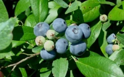 Vernon Rabbiteye Blueberry - 6 Pack Of 1 Gallon Pots -Cheap Green Garden Store Blueberry Vernon
