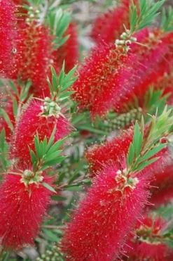 Red Cluster Bottlebrush Tree - 7 Gallon Pot -Cheap Green Garden Store Bottlebrush Red Cluster 500x750 1