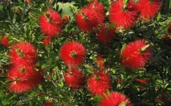 Scarlet Compacta Bottlebrush - Callistemon - 3 Gallon Pot -Cheap Green Garden Store Bottlebrush Scarlet Compacta 2