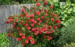 Scarlet Compacta Bottlebrush - Callistemon - 3 Gallon Pot -Cheap Green Garden Store Bottlebrush Scarlet Compacta