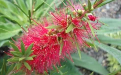 Woodlanders Cold Hardy Red Bottlebrush - Callistemon - 1 Gallon Pot -Cheap Green Garden Store Bottlebrush Woodlanders Hardy 1