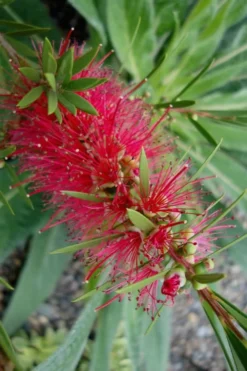 Woodlanders Cold Hardy Red Bottlebrush - Callistemon - 1 Gallon Pot -Cheap Green Garden Store Bottlebrush Woodlanders Hardy Red 20