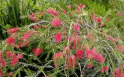Woodlanders Cold Hardy Red Bottlebrush - Callistemon - 3 Gallon Pot -Cheap Green Garden Store Bottlebrush Woodlanders Hardy Red 22 1