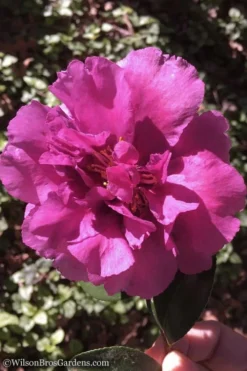Bonanza Purple Camellia Sasanqua - 1 Gallon Pot -Cheap Green Garden Store Camellia Bonanza 102 1
