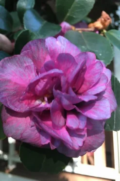 Bonanza Purple Camellia Sasanqua - 1 Gallon Pot -Cheap Green Garden Store Camellia Bonanza Purple 4