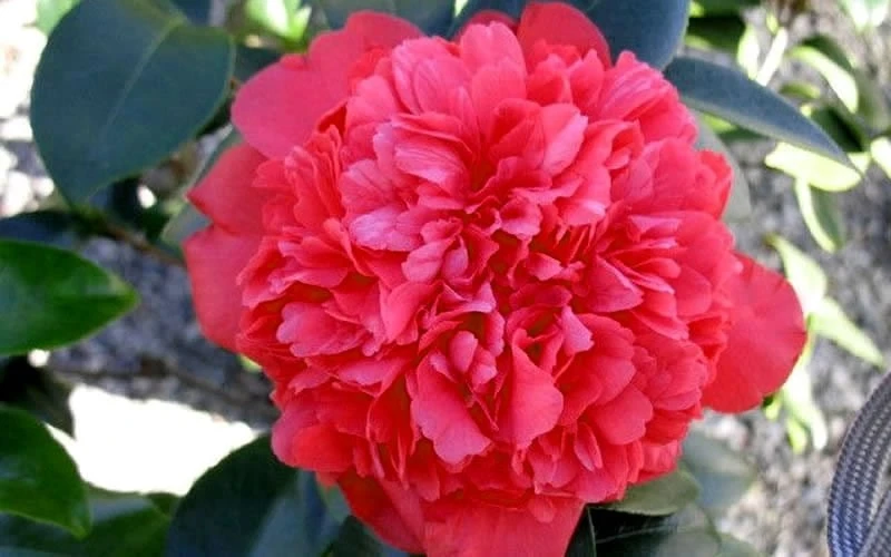 Laura Walker Camellia Japonica - 3 Gallon Pot 5 Laura Walker Camellia Japonica - 3 Gallon Pot - Image 5
