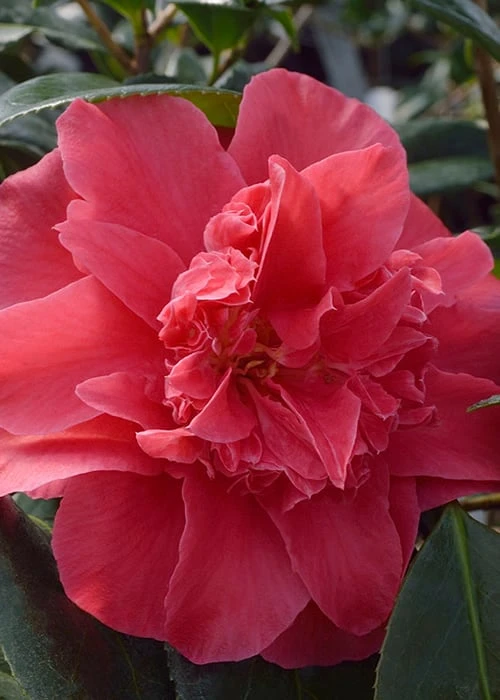 Laura Walker Camellia Japonica - 1 Gallon Pot 6 Laura Walker Camellia Japonica - 1 Gallon Pot - Image 6