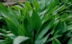 Cast Iron Plant - 2 Gallon Pot -Cheap Green Garden Store Cast Iron Plant 1