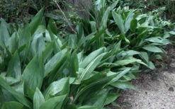 Cast Iron Plant - 3 Gallon Pot -Cheap Green Garden Store Cast Iron Plant 3 2