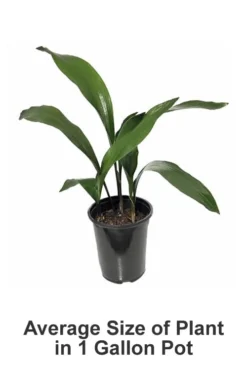 Tiny Tank Dwarf Cast Iron Plant - 3 Gallon Pot 8 Tiny Tank Dwarf Cast Iron Plant - 3 Gallon Pot -Cheap Green Garden Store Cast iron Plant 20 3