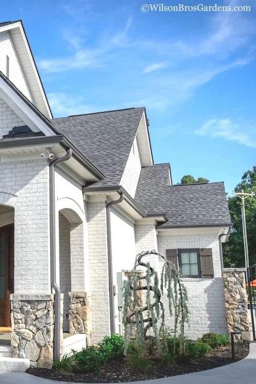 Serpentine Weeping Blue Atlas Cedar - 3 Gallon Pot 4 Serpentine Weeping Blue Atlas Cedar - 3 Gallon Pot - Image 4