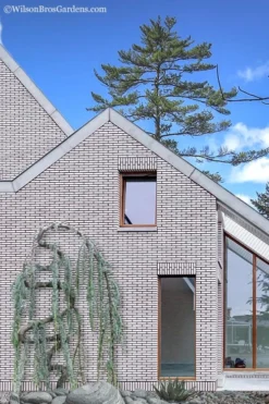 Serpentine Weeping Blue Atlas Cedar - 3 Gallon Pot