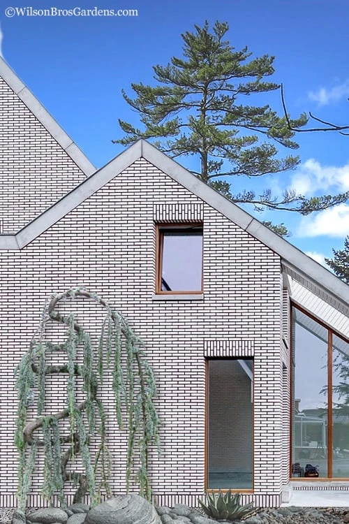 Serpentine Weeping Blue Atlas Cedar - 3 Gallon Pot 1 Serpentine Weeping Blue Atlas Cedar - 3 Gallon Pot