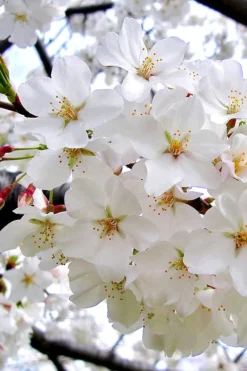 Yoshino Flowering Cherry Tree - 3 Gallon Pot -Cheap Green Garden Store Cherry Yoshino 3