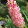 Ruby Spice Summersweet (Clethra) - 3 Gallon Pot