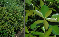 Bigfoot Cleyera Japonica - 3 Gallon Pot 8 Bigfoot Cleyera Japonica - 3 Gallon Pot -Cheap Green Garden Store Cleyera Bigfoot