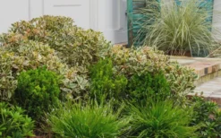 Juliet Cleyera Japonica - 2 Gallon Pot -Cheap Green Garden Store Cleyera Juliet 2