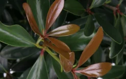 LeAnn Cleyera Japonica - 3 Gallon Pot -Cheap Green Garden Store Cleyera LeAnn Japonica