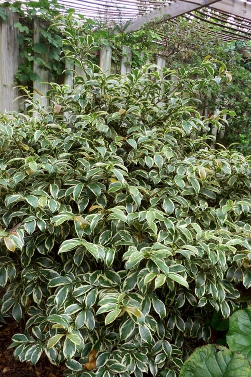 Romeo Variegated Cleyera Japonica - 2 Gallon Pot 4 Romeo Variegated Cleyera Japonica - 2 Gallon Pot - Image 4