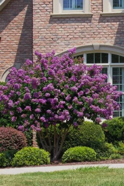 Catawba Purple Crape Myrtle - 5 Gallon Pot -Cheap Green Garden Store Crape Myrtle Catawba 5