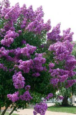 Catawba Purple Crape Myrtle - 5 Gallon Pot -Cheap Green Garden Store Crape Myrtle Catawba 500x750 1
